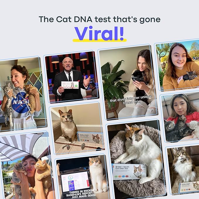 Basepaws Cat DNA Test Kit 2 Pack- Comprehensive Breed, Health and Dental Analysis Across 114 Traits for Accurate and Easy-to-Use Genetic Insights