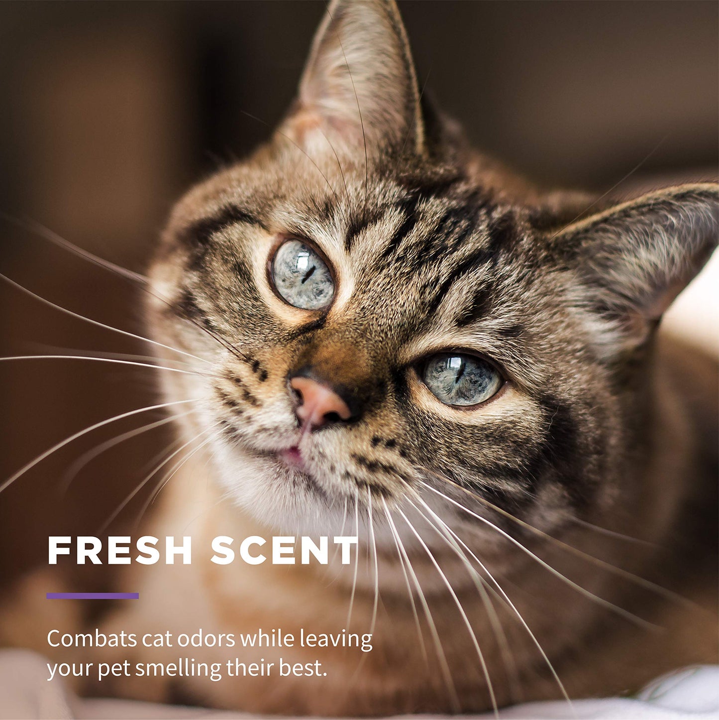 Wet Ones for Pets Cat Cleaning Wipes - Fresh Scent Cat Grooming Wipes with Aloe Vera - Safe Cat Hygiene Supplies - Cat Fur Cleaner - Cat Dander Wipes - Kitten Wipes - Pet Cleaning Supplies - 50 Count